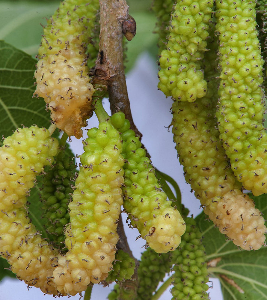 Morus alba Or Mulberry Tree توت