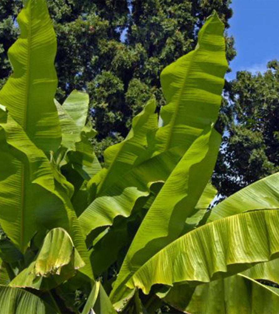 Musa paradisiaca Or Banana Tree “1.2m-2.5m” شجرة الموز