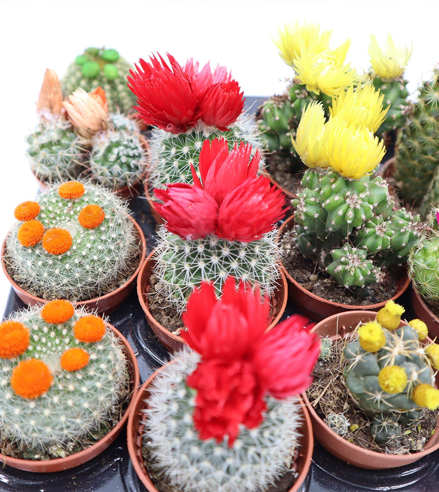 Ornamental Cactus 5-8cm