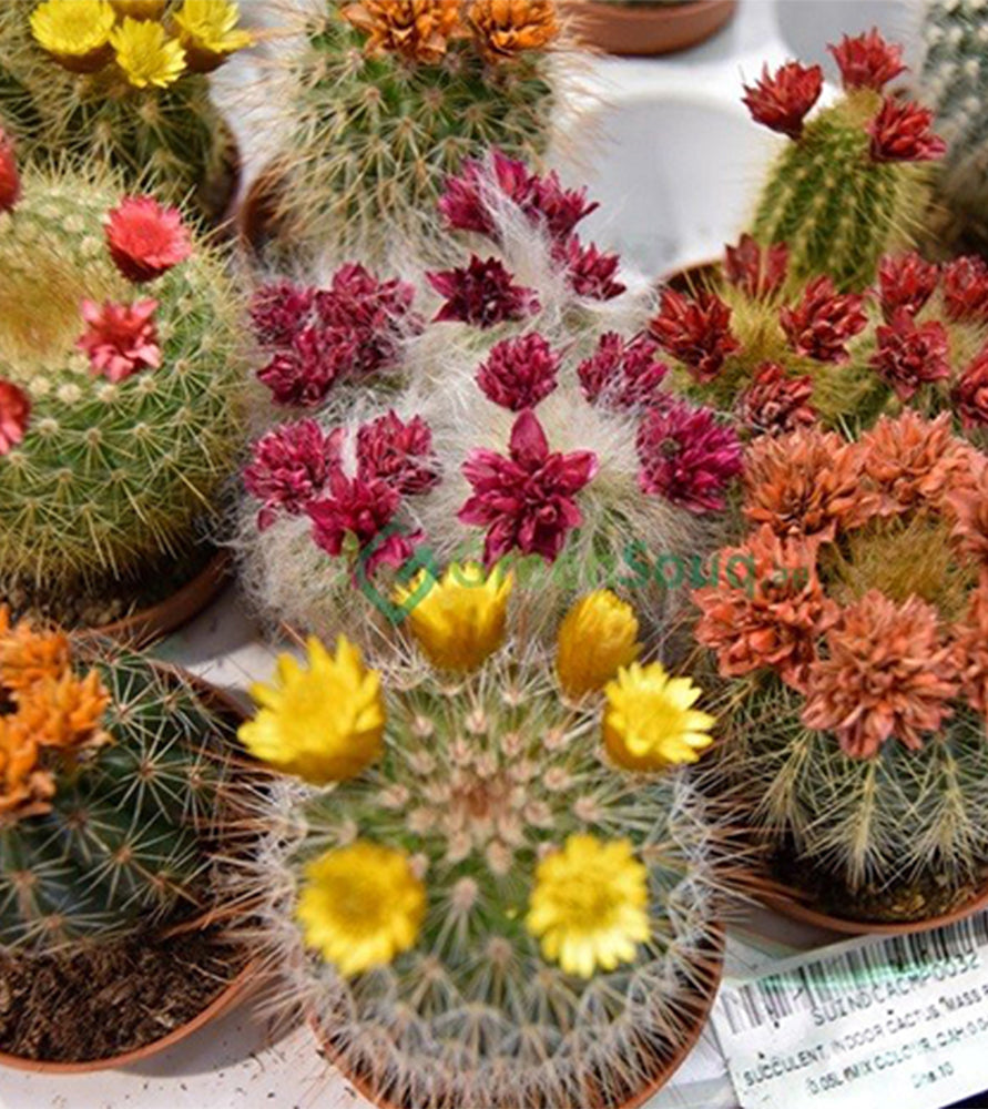 Ornamental Cactus 5-8cm
