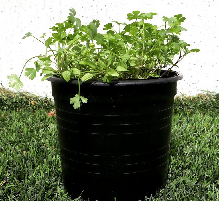 Parsley plant “Organic”