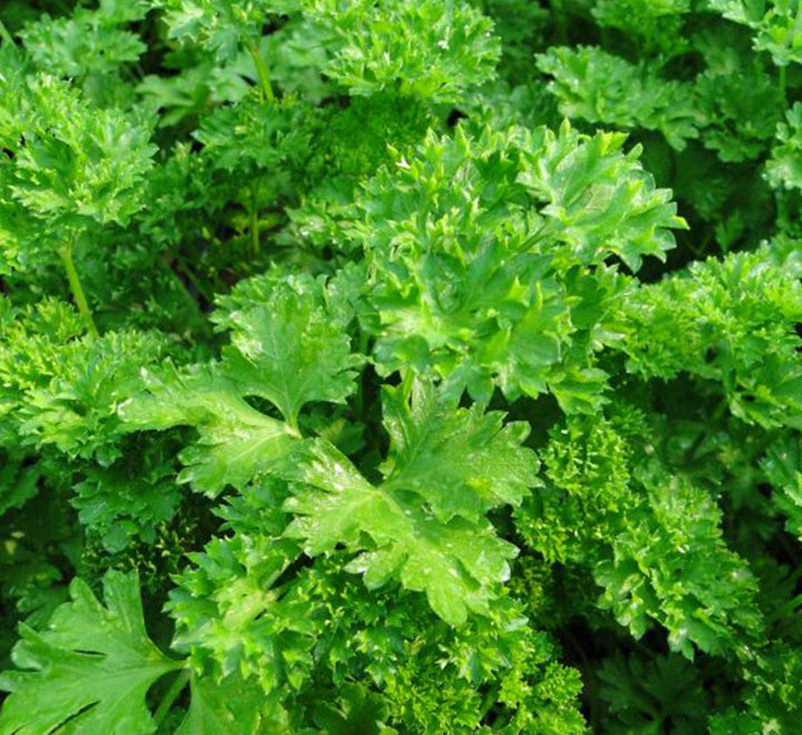 Parsley plant “Organic”