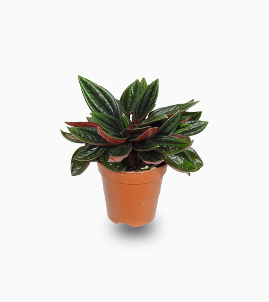 Peperomia caperata 4-7cm spread