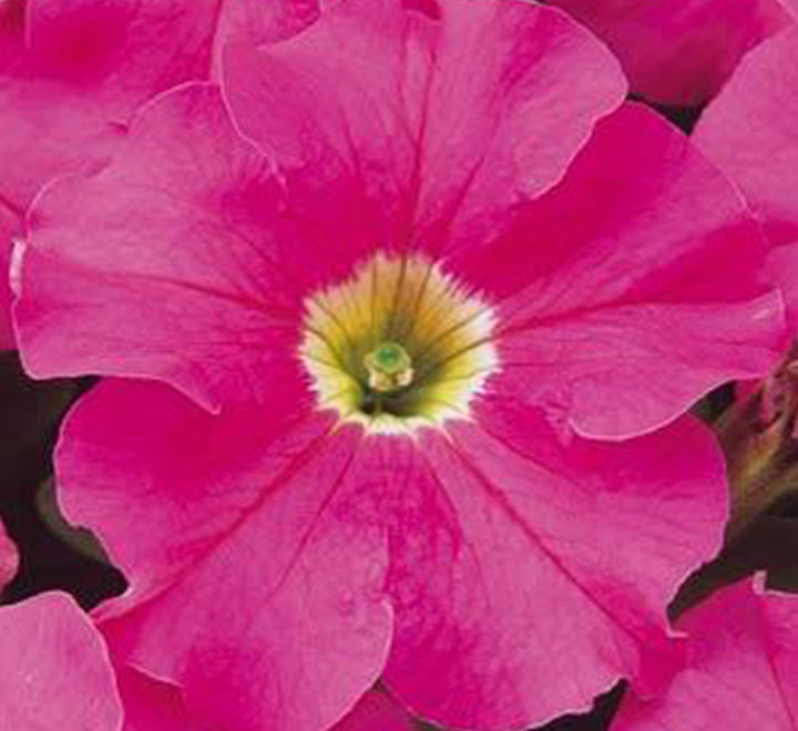 Petunia Mix Flowering Plant “Petunias”