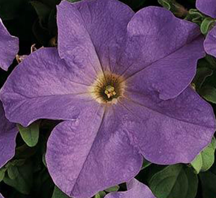 Petunia Mix Flowering Plant “Petunias”