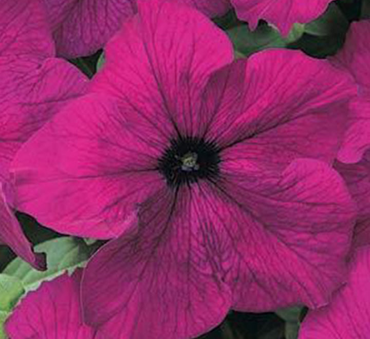 Petunia Mix Flowering Plant “Petunias”