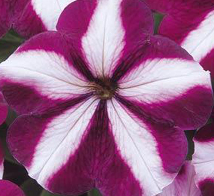Petunia Mix Flowering Plant “Petunias”