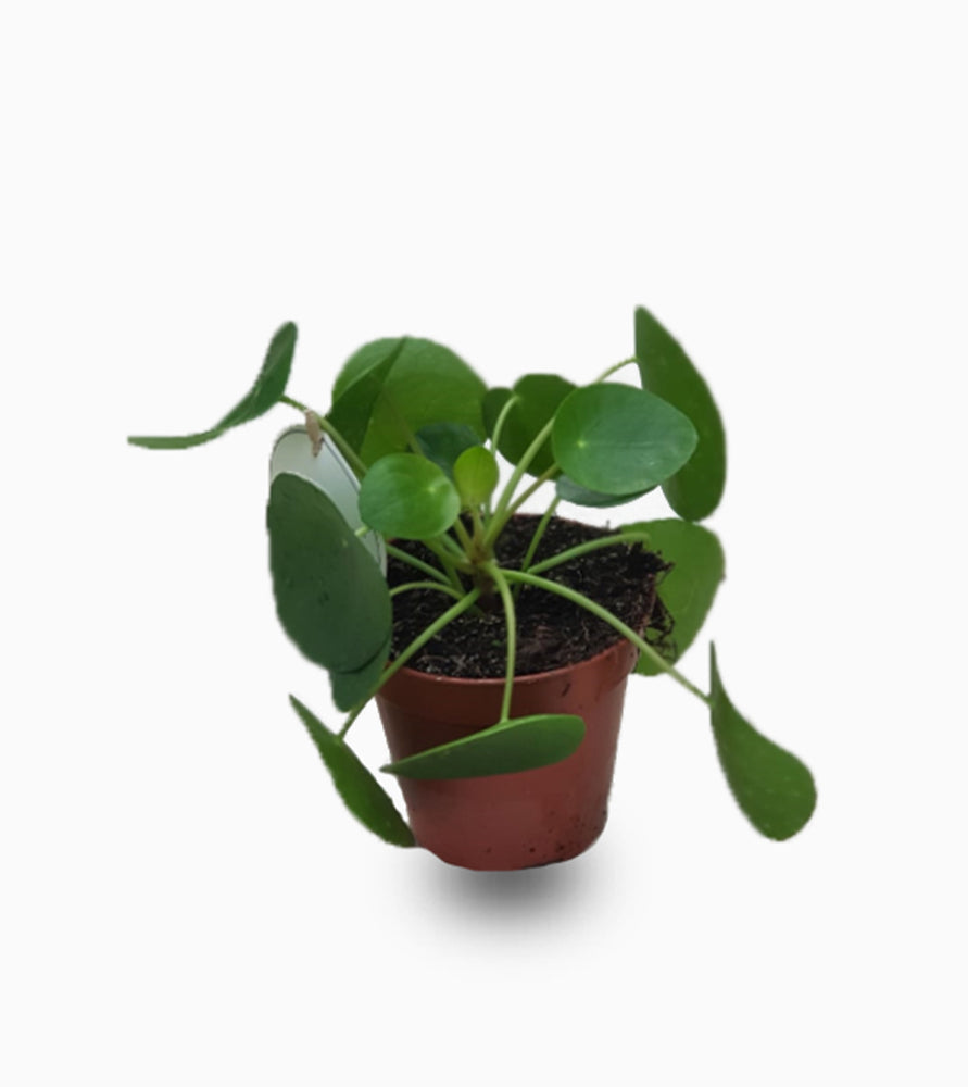 Pilea peperomioides or Chinese Money Plant