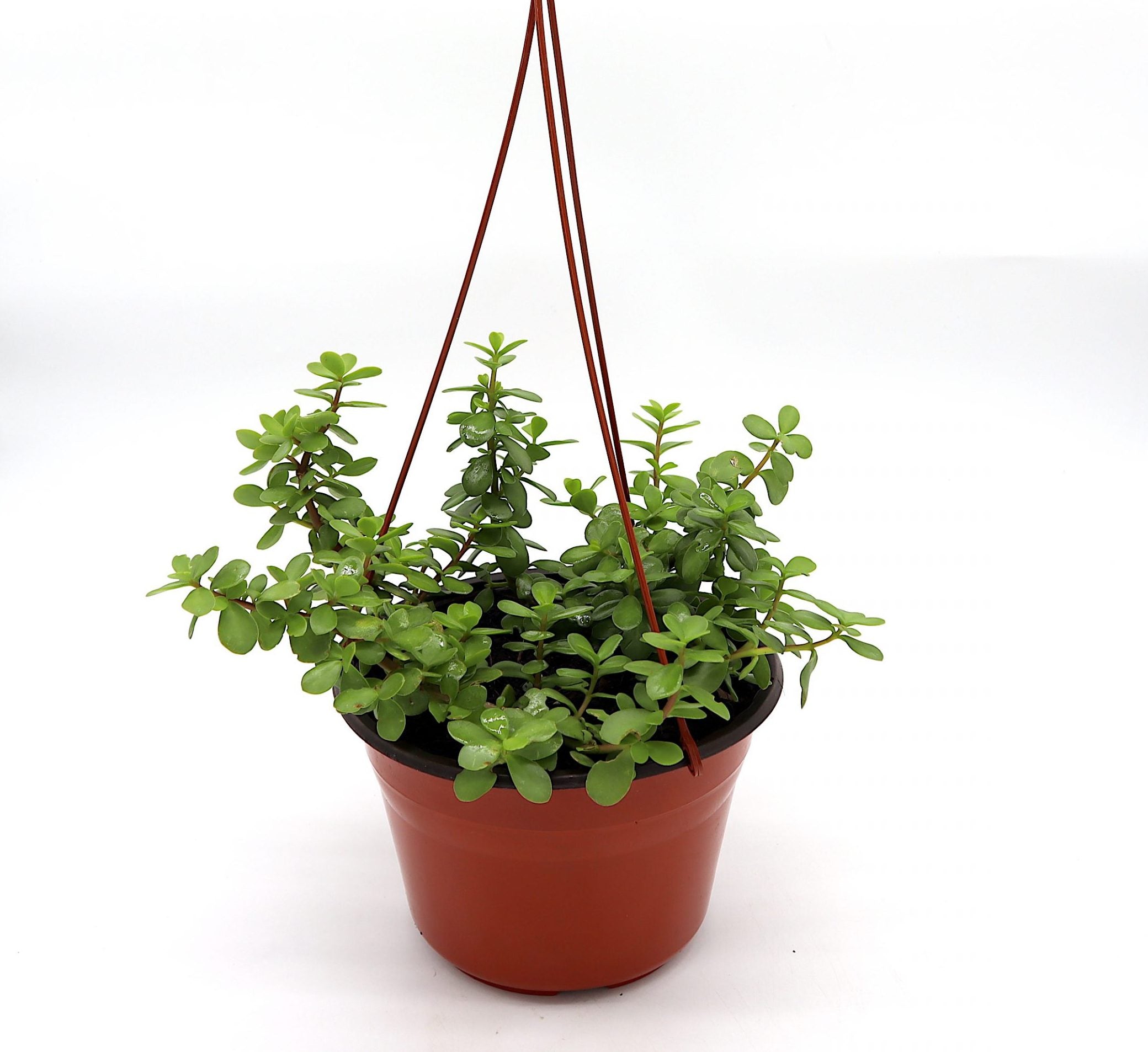 Portulacaria afra Hanging “Elephant Bush”