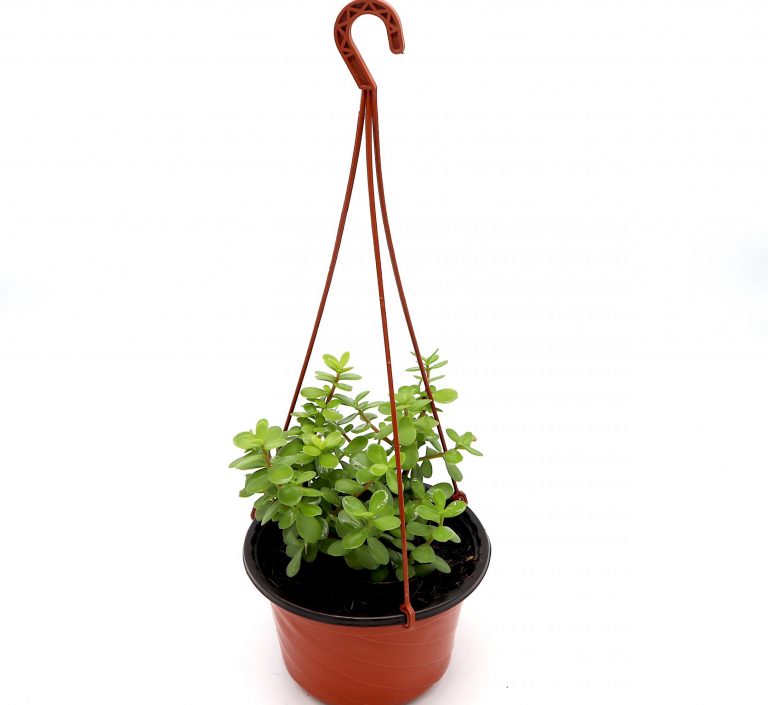 Portulacaria afra Hanging “Elephant Bush”