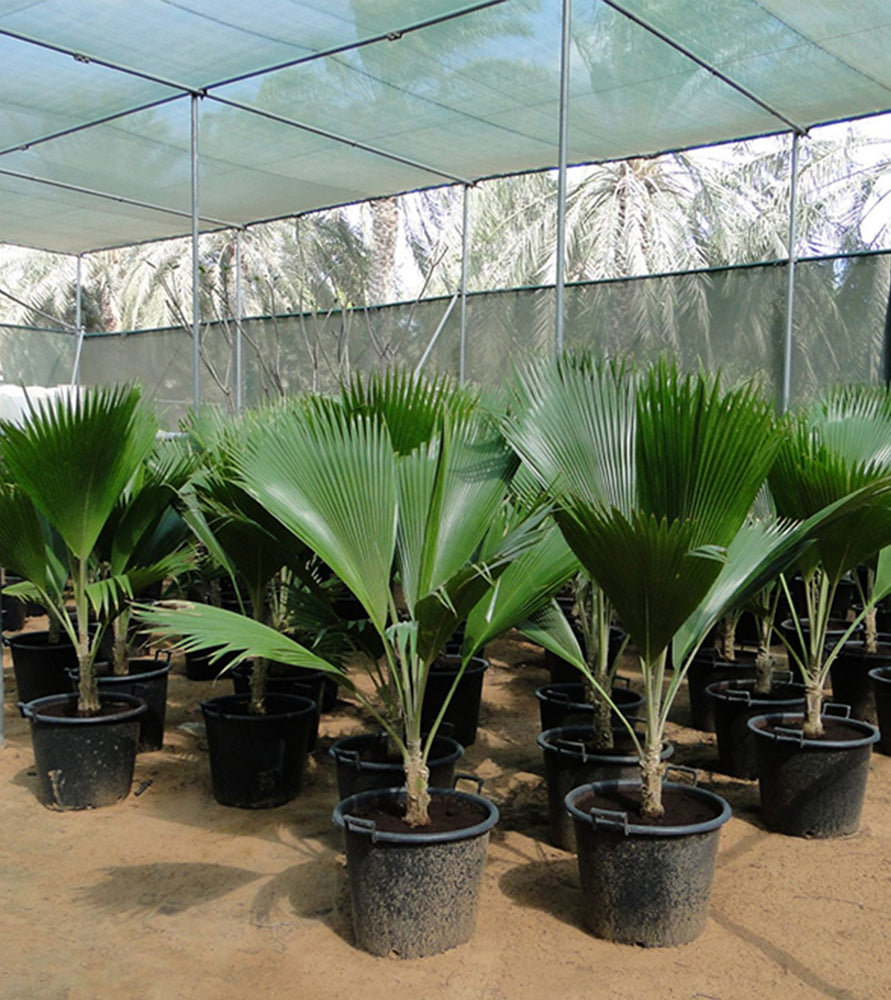 Pritchardia pacifica Or Fiji Fan Palm 80-100cm