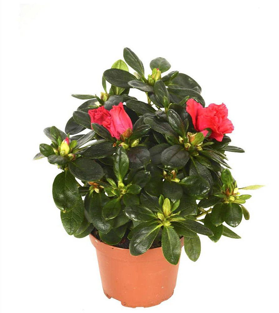 Rhododendron Simsii Indoor Flowering Plant