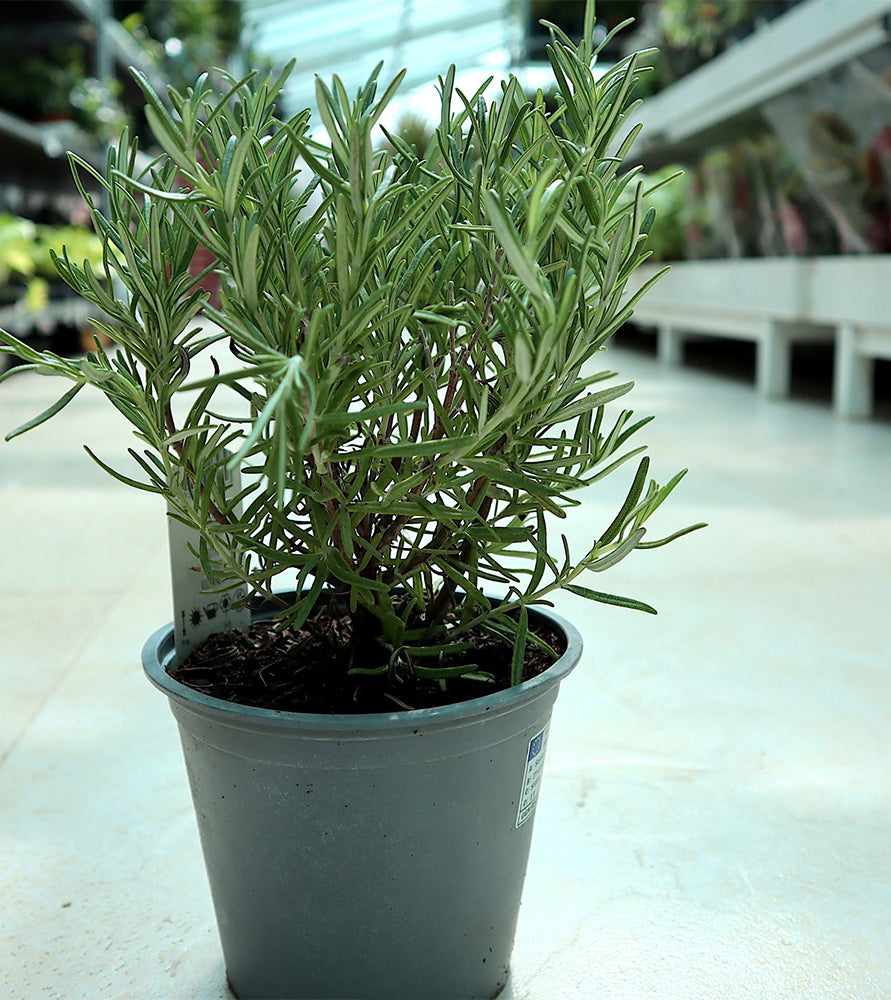 Rosemary Herb Indoor “Rosmarinus Officialis”