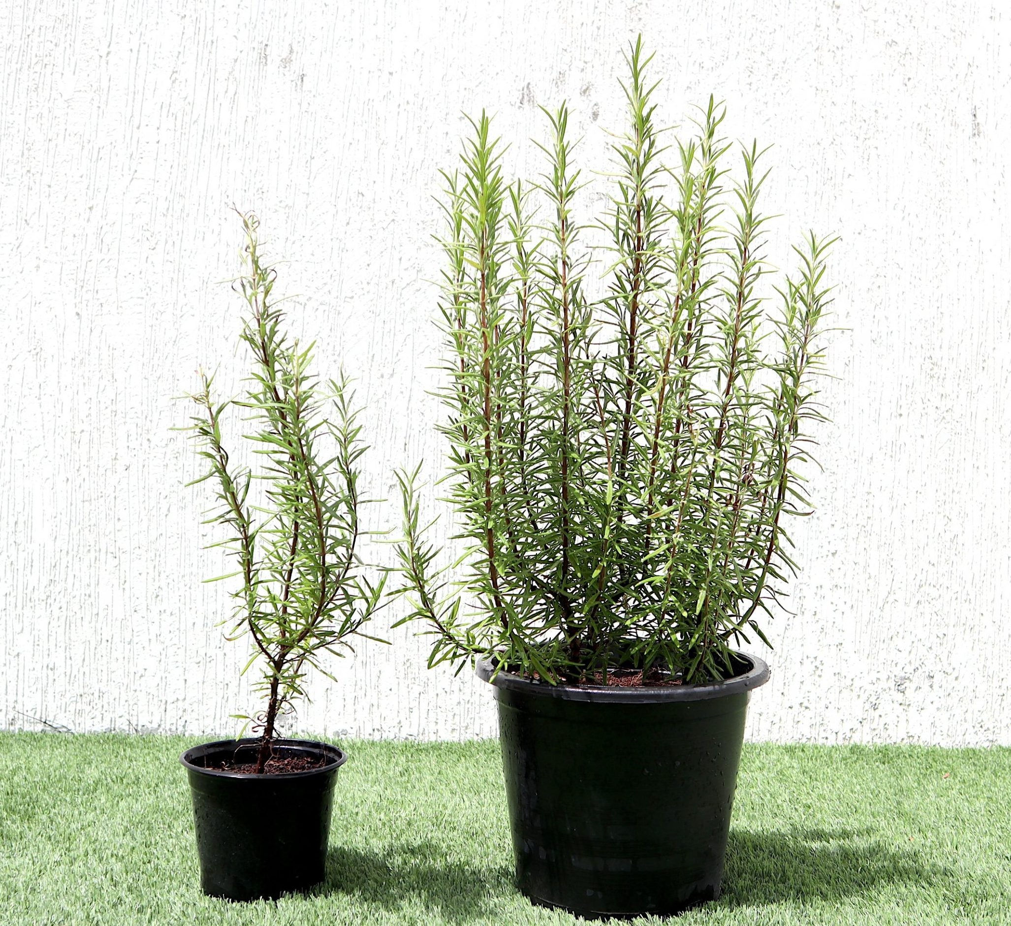 Rosmarinus officialis or Rosemary Herb