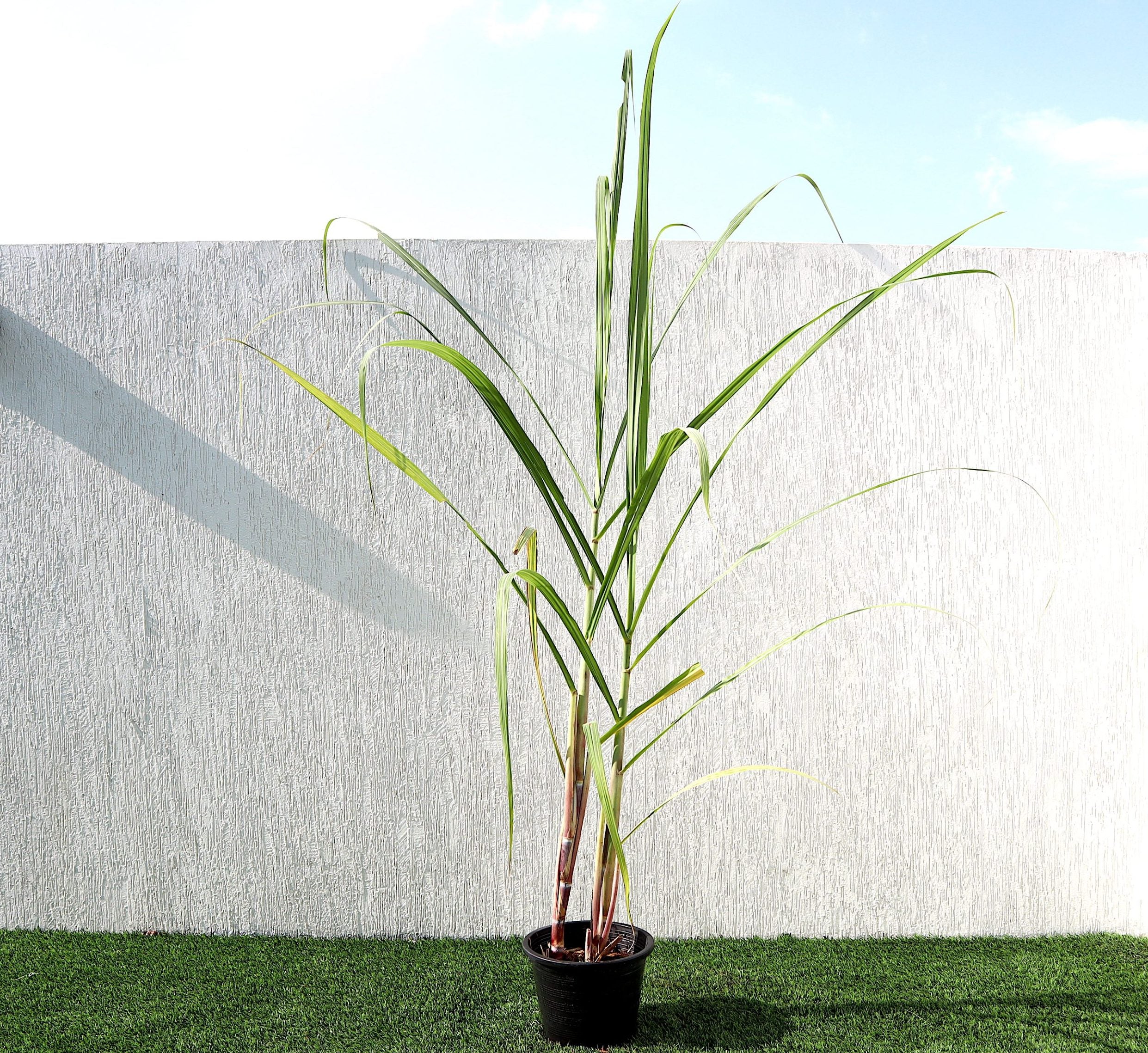 Saccharum Officinarum “Sugarcane” قصب السكر