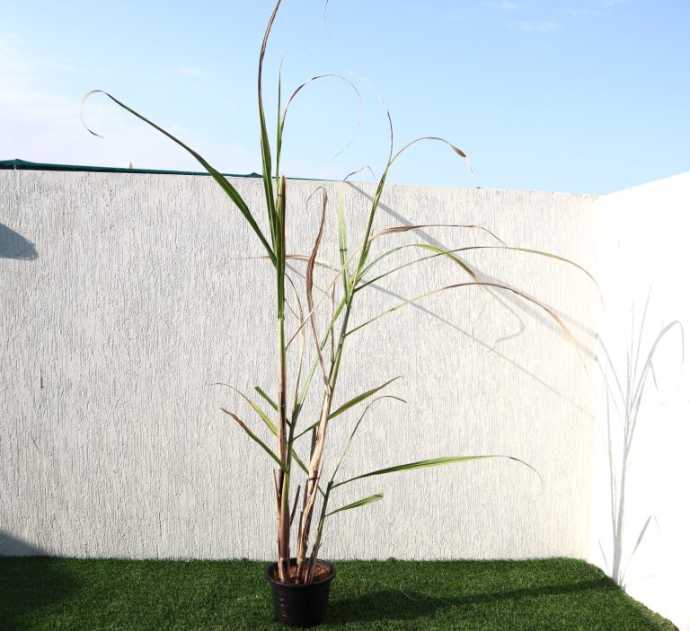 Saccharum Officinarum “Sugarcane” قصب السكر