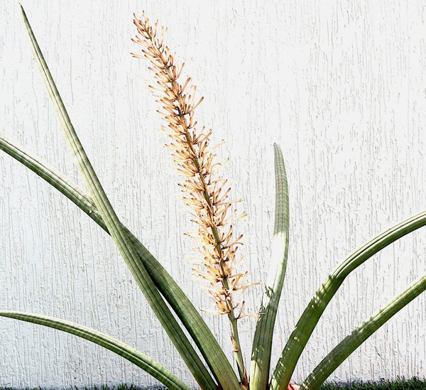 Sansevieria Desertii “Sansevieria Cylindrica Skyline” 35-45cm