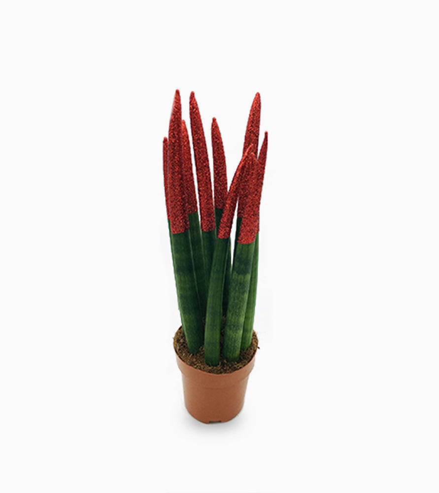 Sansevieria cylindrica or African spear 30cm