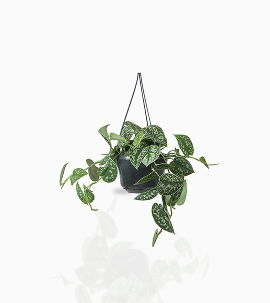 Satin Pothos Hanging