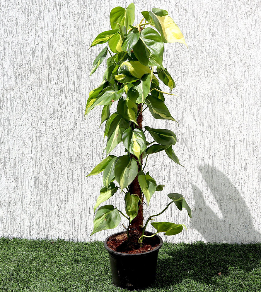 Scindapsus Brasil 80-90cm