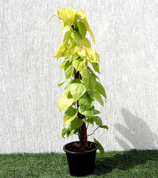 golden money plant Scindapsus Golden “Golden Money Plant” 80-90cm