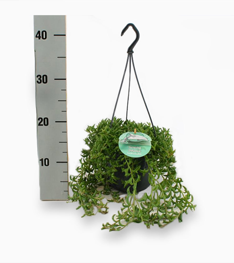 Senecio peregrinus or String of Dolphins