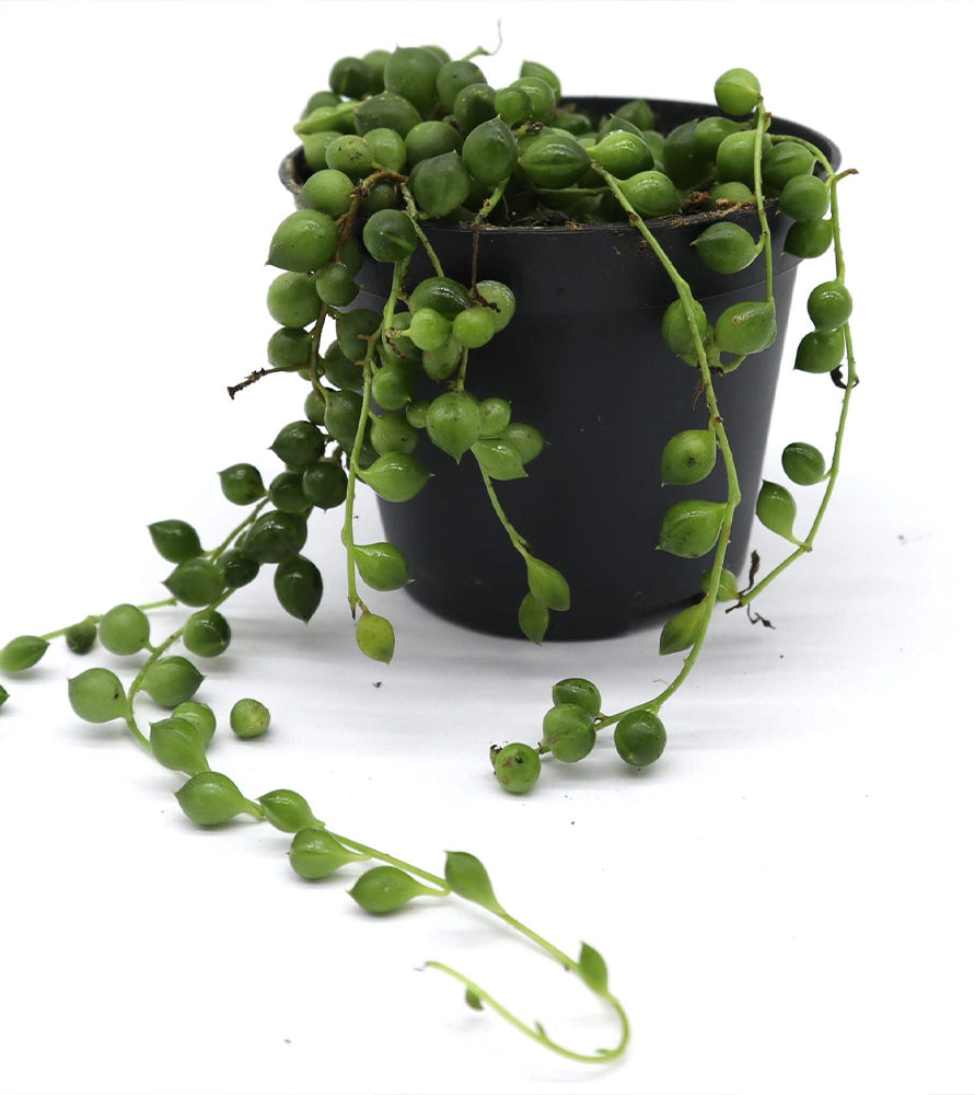 Senecio rowleyanus “String of Pearls” 10-15cm spread