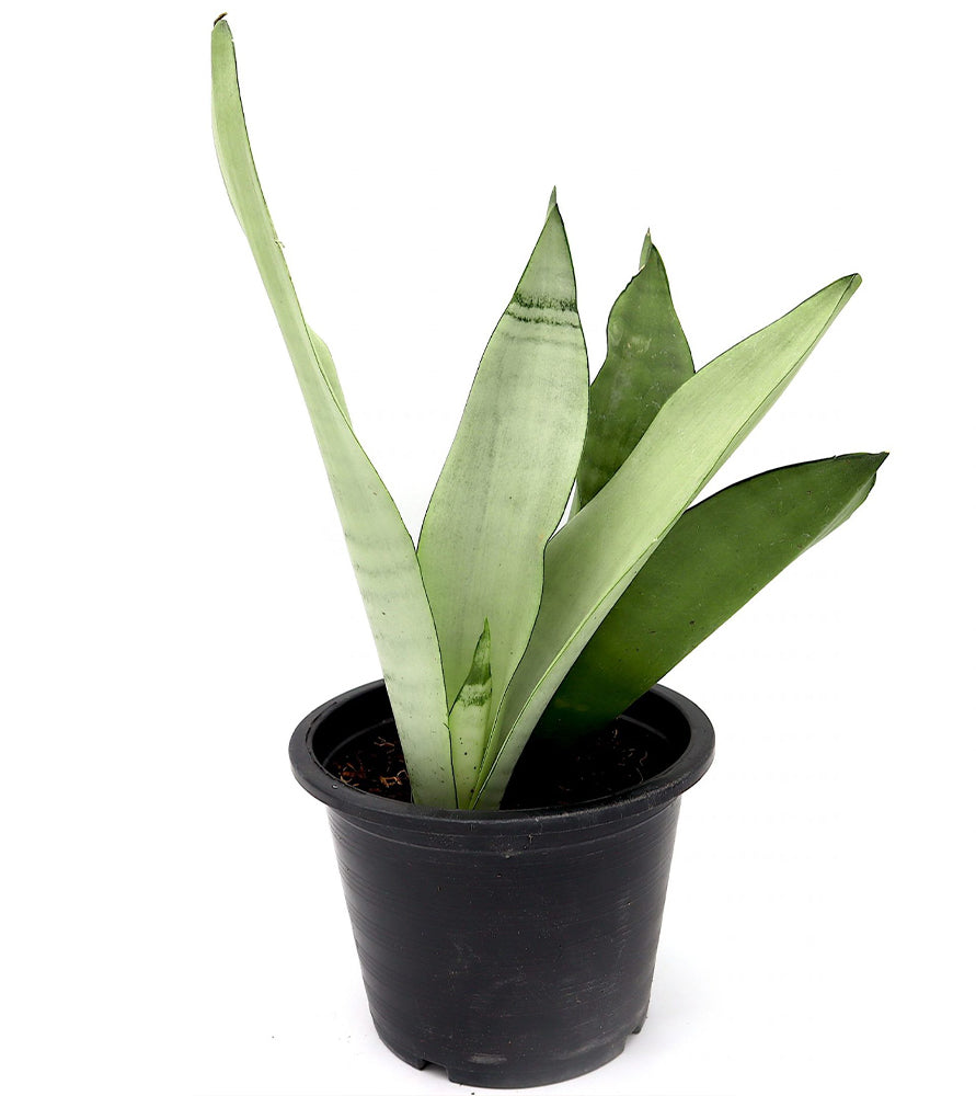 Snake Plant “Moon Shine” 25-30cm
