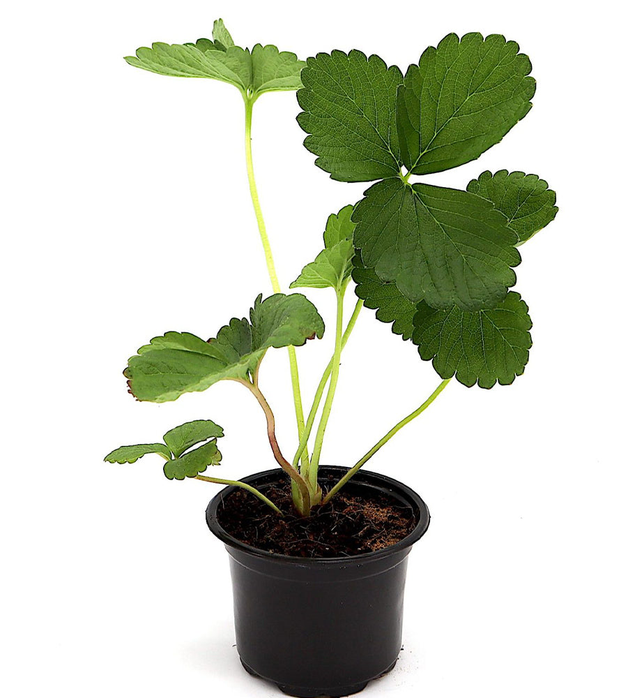 Strawberry Plant “Fragaria ananassa” Organic