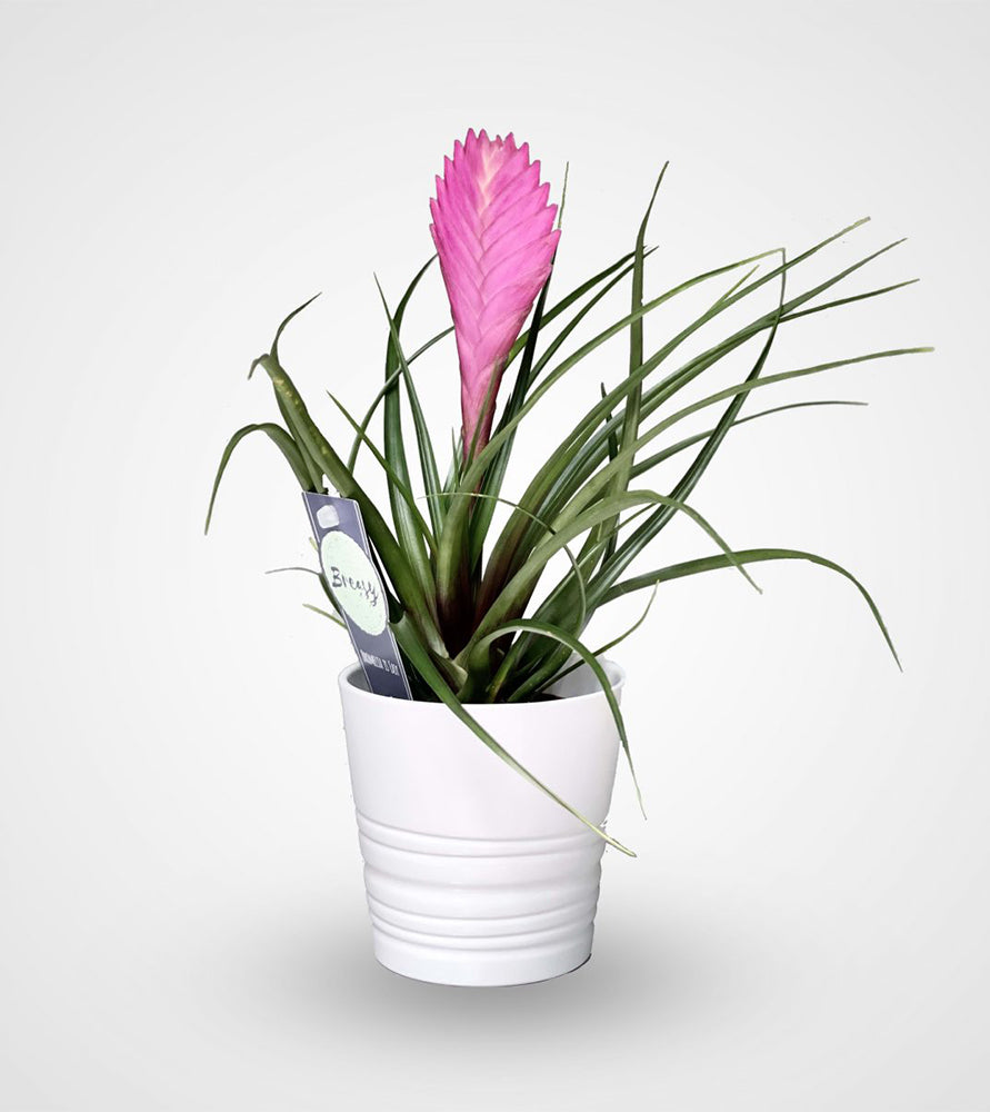 Tillandsia Cyanea Pink Quill “Healthy Indoor Plant”