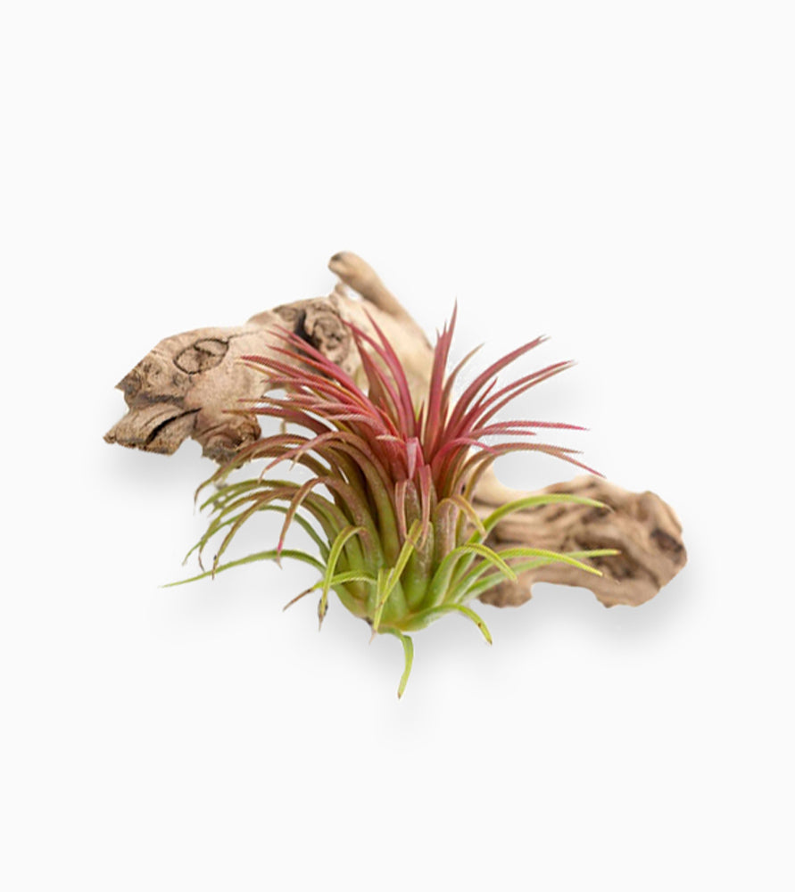 Tillandsia Ionantha red clumb – Air Plant