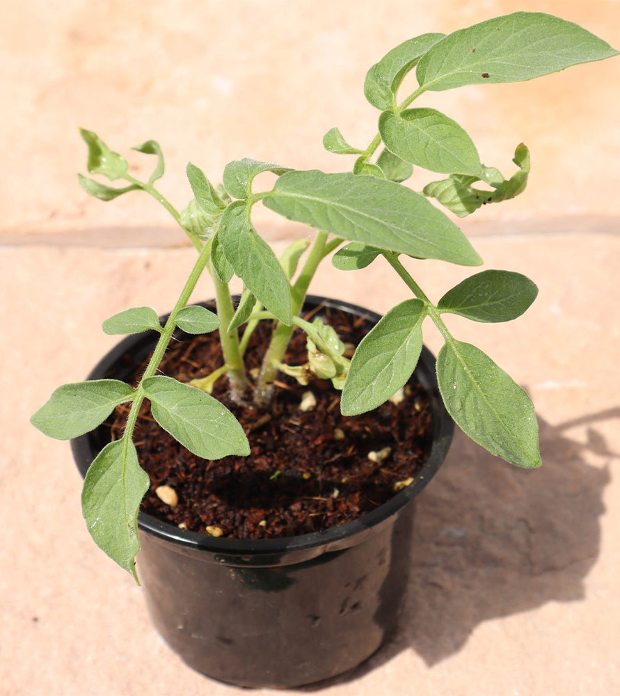Tomato plant