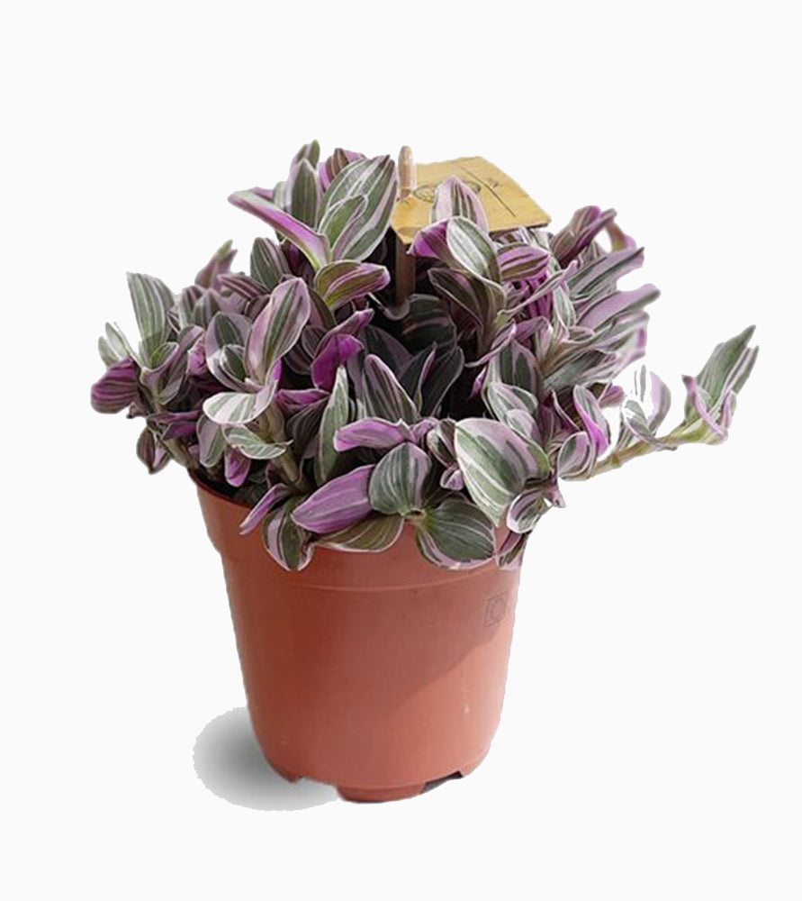 Tradescantia nanouk or Fantasy Venice