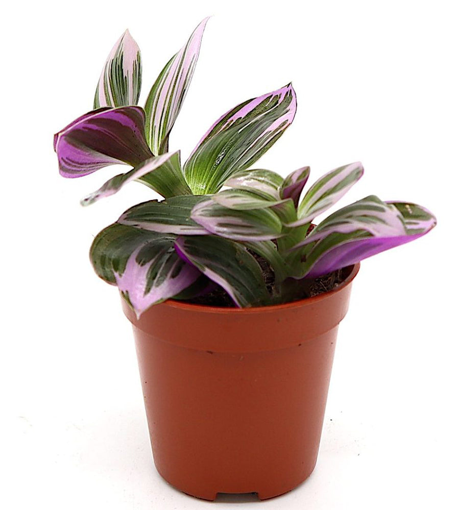 Tradescantia nanouk or Fantasy Venice