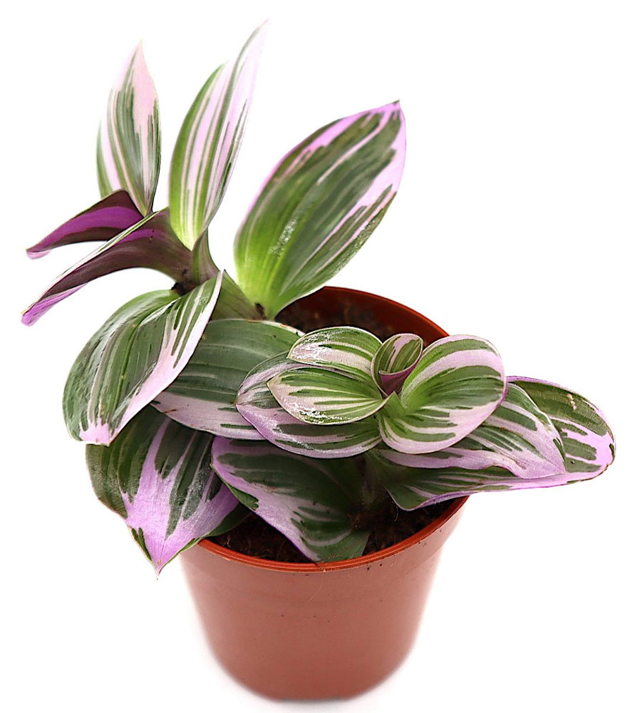 Tradescantia nanouk or Fantasy Venice