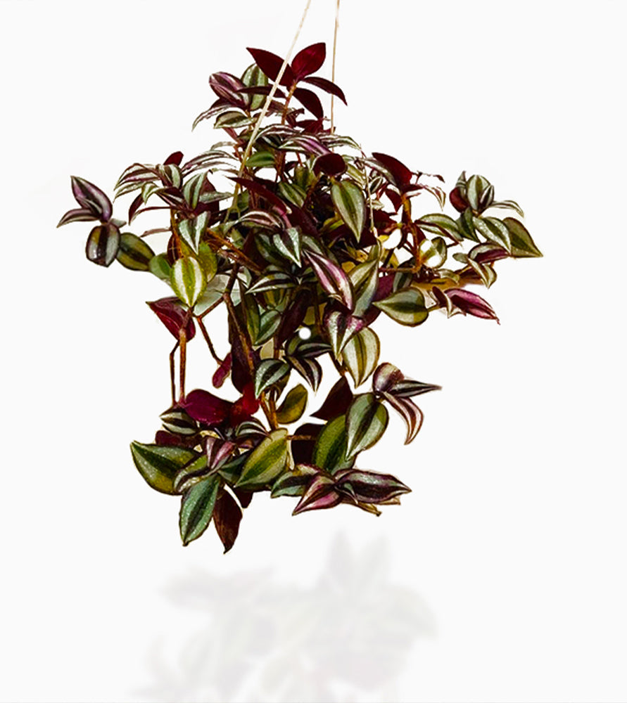 Tradescantia zebrina or Wandering Jew “Hanging”