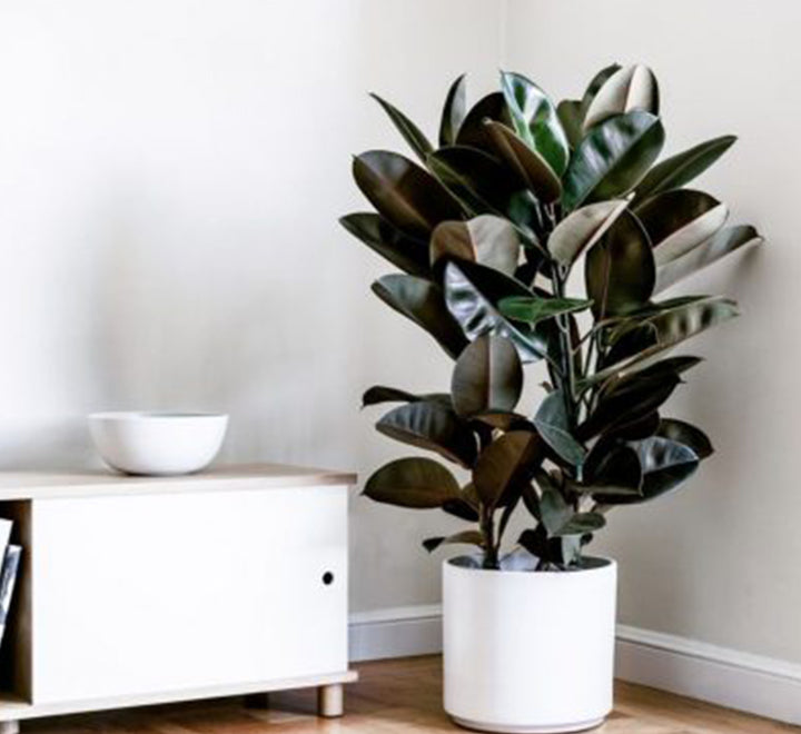 Urban Jungle Plants Bundle