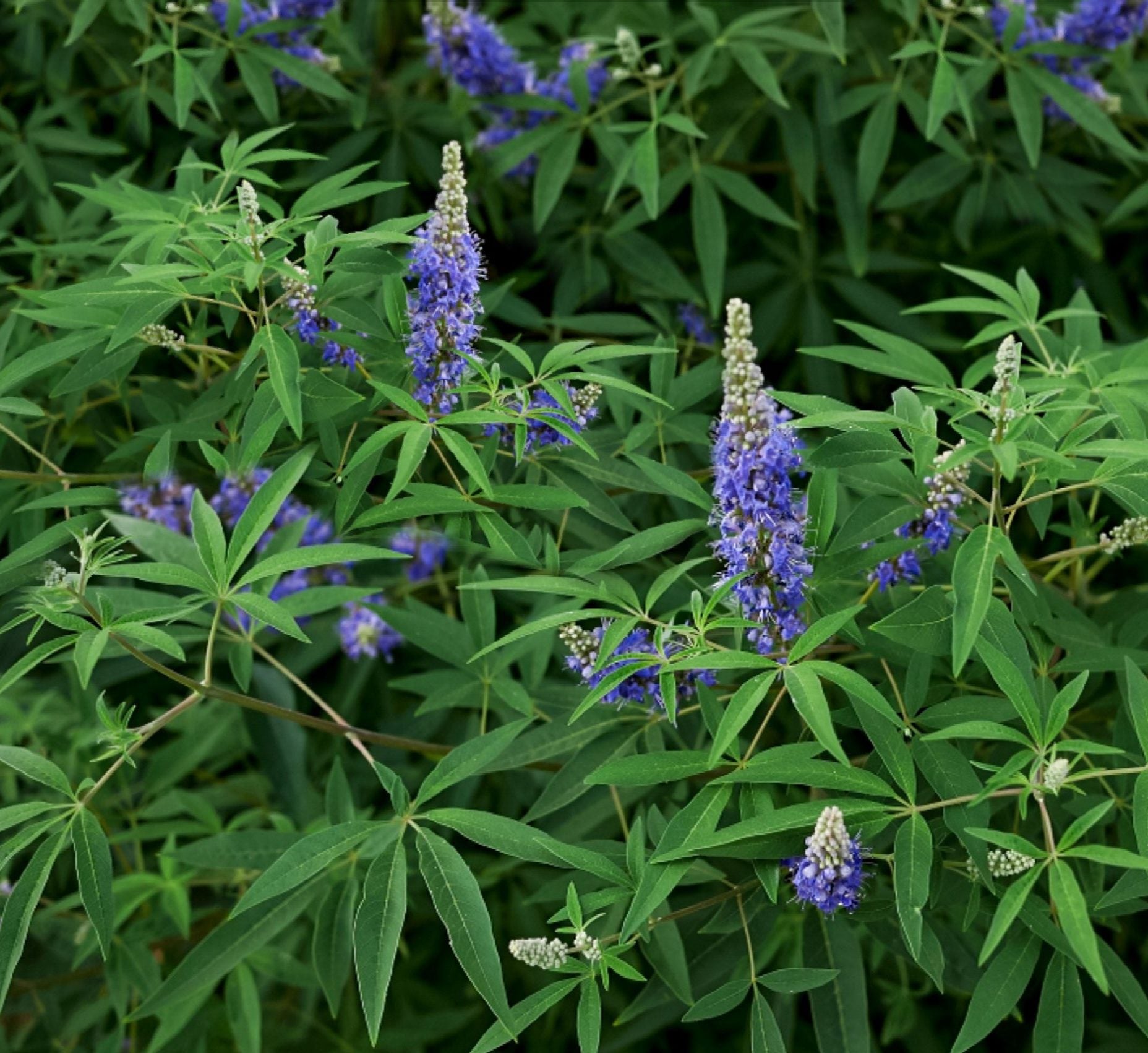 Vitex Agnus Castus “Chaste Tree” 0.8-1.0m