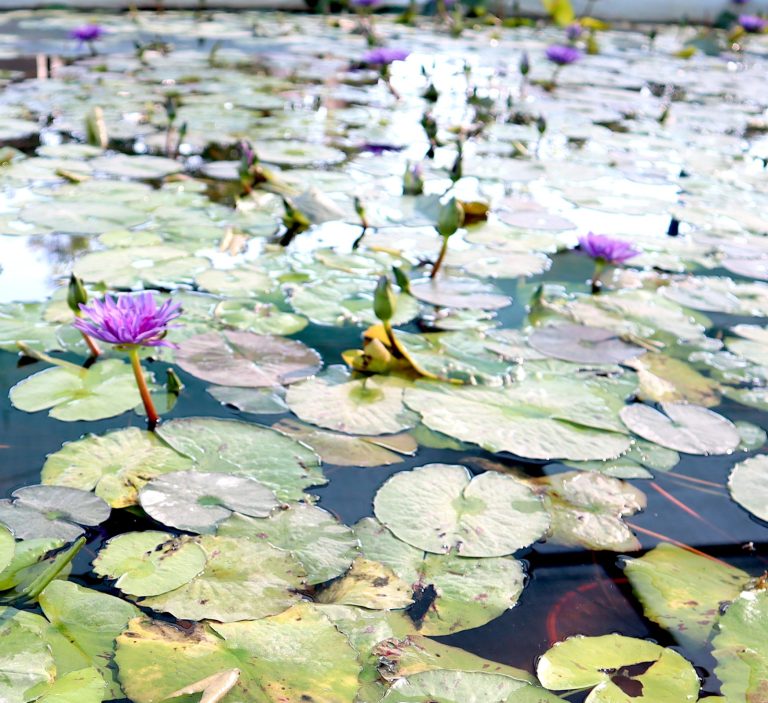 Water Lily Nymphaea “King of Siam”
