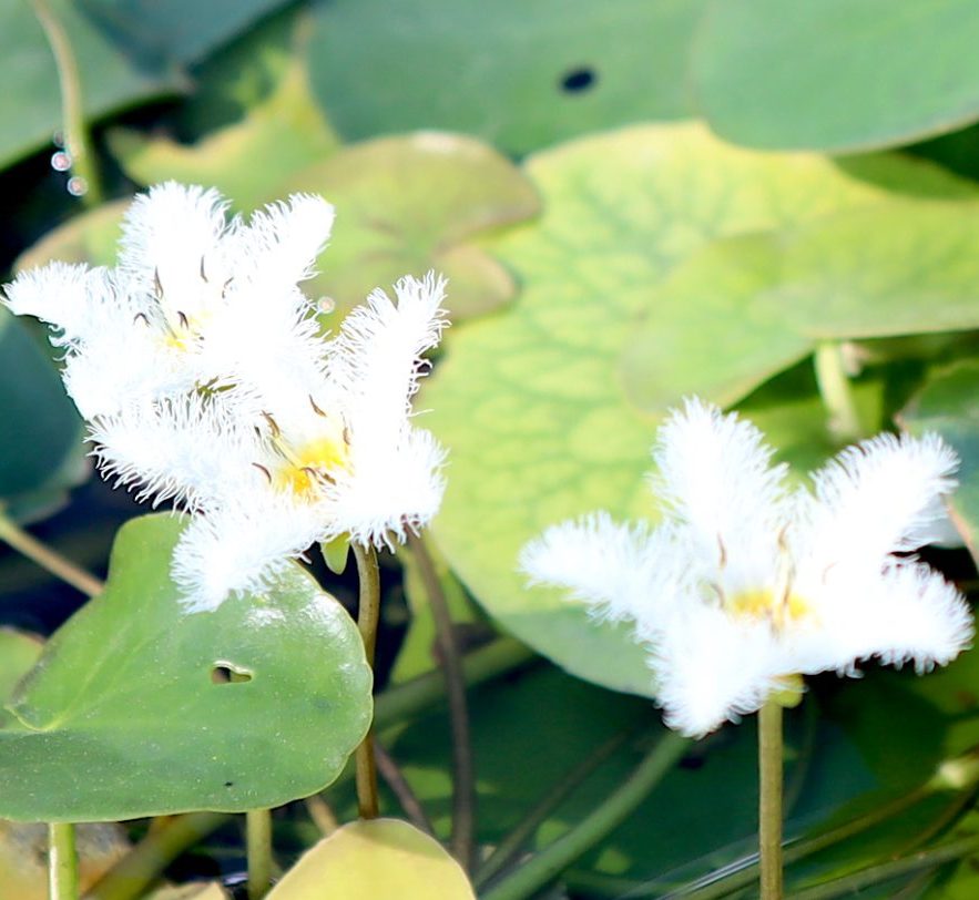 Water Snowflake “Nymphoides indica”
