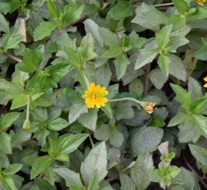 Wedelia trilobata (Creeping Daisy or Rabbit’s Paw)