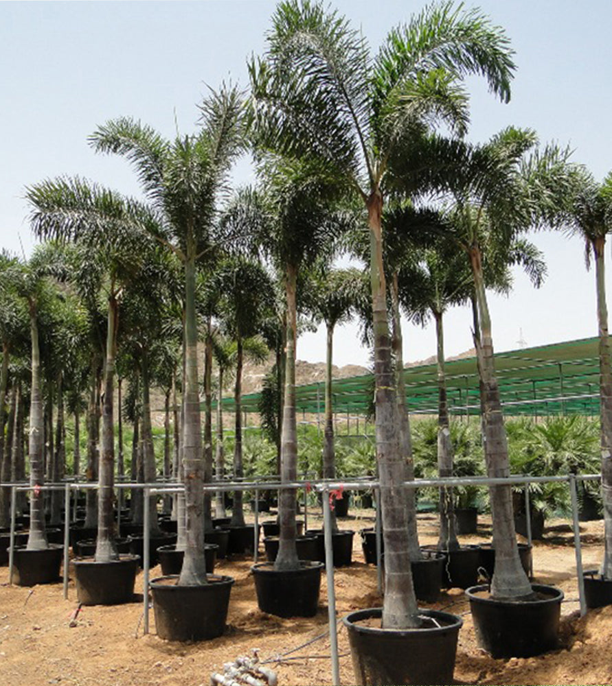 Wodyetia bifurcata “Foxtail Palm” ثعلب النخيل