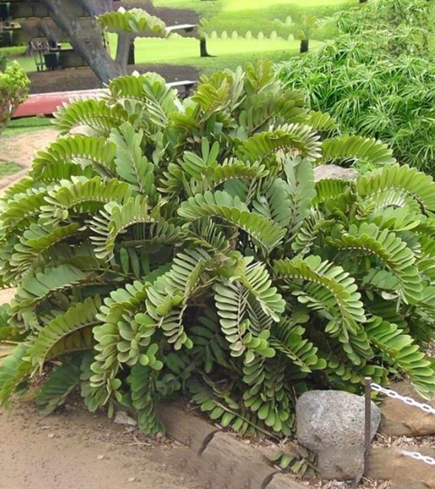 Zamia furfuracea or Cardboard Palm 0.5-0.7m overall