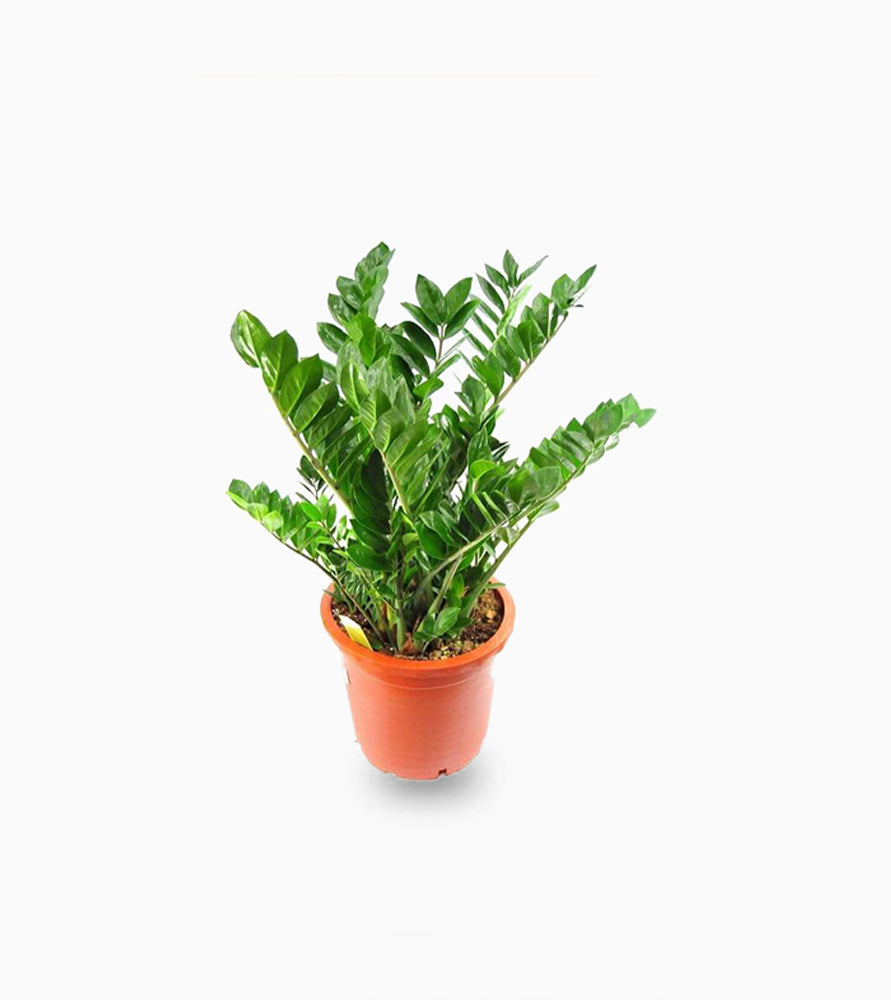 Zamioculcas zamiifolia, Zanzibar Gem or ZZ Plant