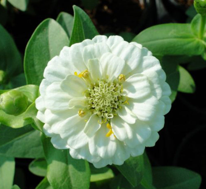 Zinnia Flowers or “Zinnia”