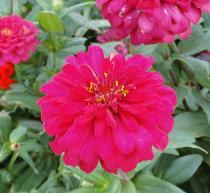 Zinnia Flowers or “Zinnia”