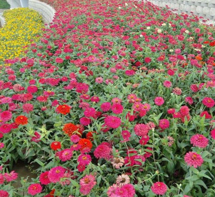 Zinnia Flowers or “Zinnia”