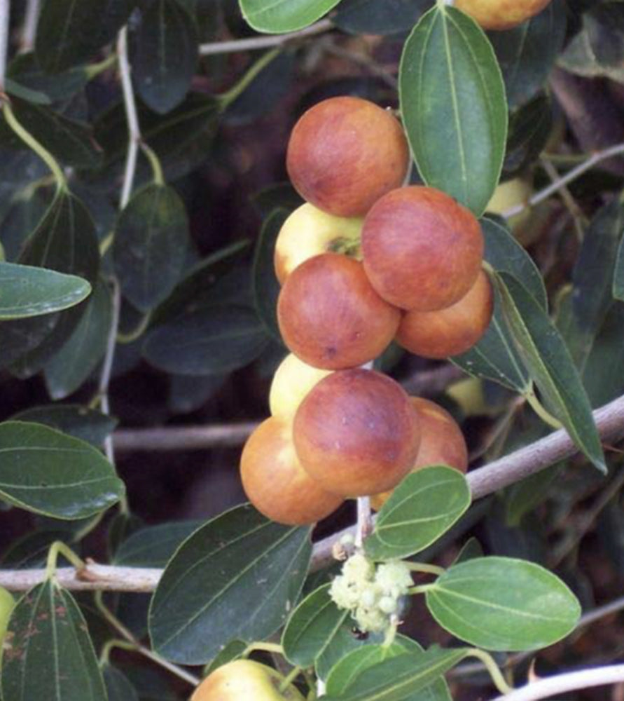 Ziziphus Spina Christi or Sidr Tree سدر