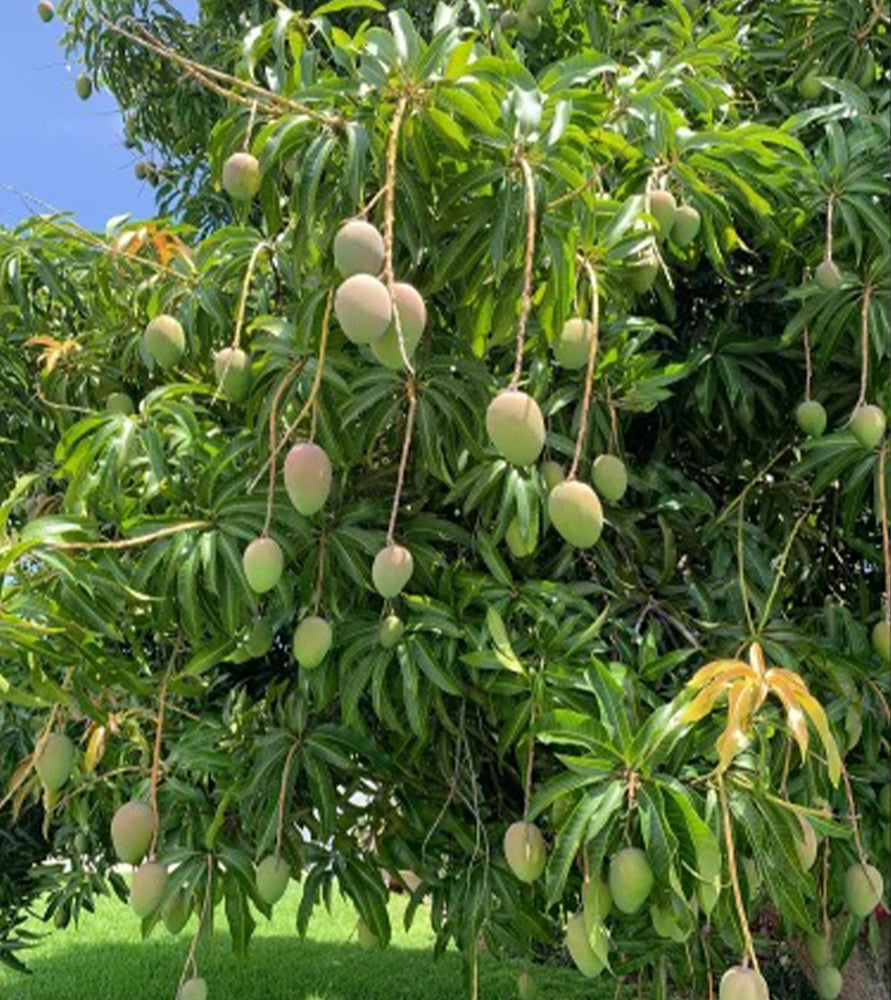 Mango