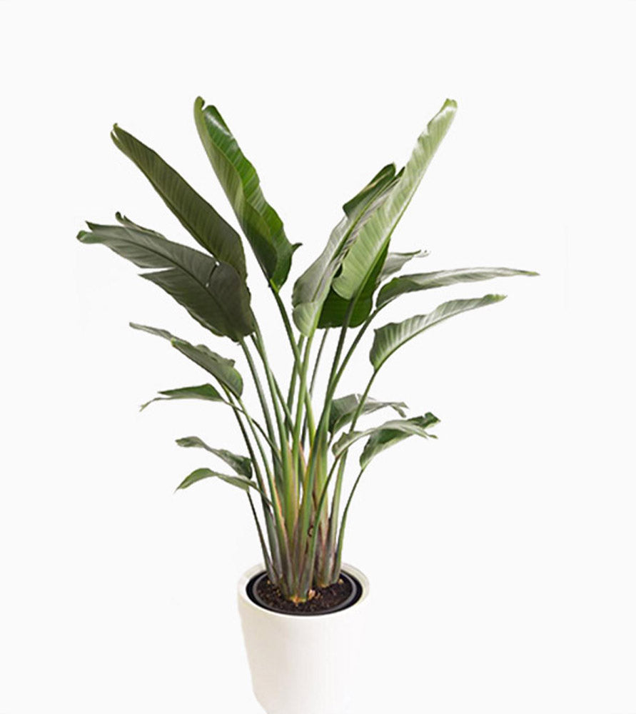 strelitzia nicolai or Bird of Paradise طائر الجنة